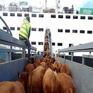  Nous Vendons Des Vaches Du Brésil Ou De Colombie - animaux vivants vendemos nous vendons des vaches du br&eacute;sil uruguay ou de colombie. prix ​​au kilogramme. les animaux vivants. nous recherchons des acheteurs au maroc int&eacute;ress&eacute;s par l'importation du br&eacute;sil ou de la colombie au maroc tunez o argelia. nous avons un batea