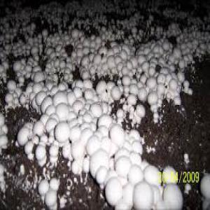 Vente Engrais Organique Pour Champignons - semence graine plant vente engrais organique pour la production de champignons parisiens--origine tunisie --toute quantite disponible --svp les serieux seulement 