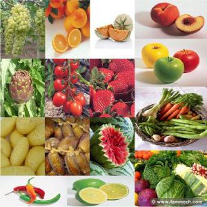  Artichaut Frais Et Conserve /aubergine/salade - fruits et légumes soci&eacute;t&eacute; de commerce et de distribution est  bas&eacute;e &agrave; tunis --directement du producteur au consommateur --un grand fournisseur et distributeur de fruits et l&eacute;gumes de saison   d origine tunisie  directement -- 1 er producteur -- sp&eacute;cialement pour le moment art