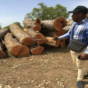  Hardwood Timber Round And Square Logs) - wood charcoal fiber round and square logs available,  origin cameroon ----also available iroko,  bubinga,  zingana,  wenge,  padouk,  doussie,  teak,  sapelli, ipe,  eucalyptus,  okoumé, etc ----contact us for african hard woods and consider our services within 2 weeks for your supply.