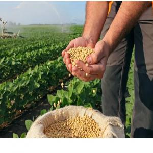  Vente De Soja - cereals nous disposons pour une coopérative en cote d'ivoire à abidjan plus de  200tonnes de soja pret pour exportations partout dans le monde. le prix est de 610 /tonne. possibilité de livrer de façon continuelle. 