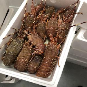  Langouste Vivante Et Calamar - poissons nous sommes fiers de pr&eacute;senter notre soci&eacute;t&eacute; mauritanienne de peche sp&eacute;cialis&eacute;e dans la capture de la langouste vivante et du calamar. nous sommes une entreprise familiale qui op&egrave;re depuis de nombreuses ann&eacute;es sur les c&ocirc;tes mauritaniennes avec 