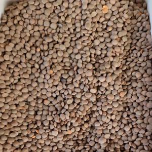  Lentilles Rouges - céréales nous sommes une soci&eacute;t&eacute; d' export de c&eacute;r&eacute;ales depuis le kazakhstan ( bl&eacute; &agrave; 15% de prot&eacute;ine lin brun colza lentilles ) nous cherchons des clients potentiels qui veulent procurer des grandes quantit&eacute;s . actuellement nous disposons de 3000 