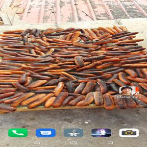  Concombre De Mer - poissons je cherche un client qui peut acheter concombre de mer au senegal de grande quantite 1000kg par mois le noire tibulosa et mamamta et le naturel tout les qualites sont a votre disposition