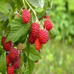  Framboises Mures Myrtilles Prunes - fruits et légumes bonjour--nous sommes producteurs de framboises , mures , myrtilles prunes.--nous sommes certifi&eacute; ifs --a la recherche d'importateurs de fruits frais et surgel&eacute;s 