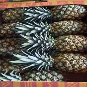  Vente D'ananas - fruits et légumes ananas md2 disponibles à des tarifs très abordables,  pour exportation dans les meilleures conditions.--ananas de côte d'ivoire