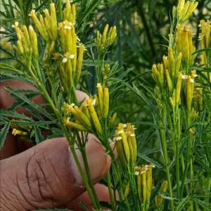  Huiles Essentiels Des Hauts Plateaux Malagasy - huiles tag&eacute;te,  cosmos,  ravintsara et g&eacute;ranium sont en cours d'exploitation &eacute;cologique sur nos terrains aux fins de production d'huiles essentiels.--nous produirons des quantit&eacute;s et des qualit&eacute;s d'huiles en fonction des contrats pr&egrave;s &eacute;tablis avec des clients.