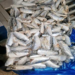 Vente de sarine   - poissons en fabriqe des sardine bloc .sardine eee. sardine  uqf la ville da dakhla maroc.--we are a fabricant of sardine all type morocco dakhla