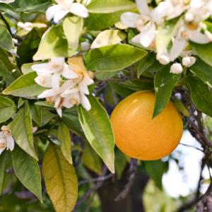 Huile Essentielle De Fleur D'oranger (néroli) - huiles nous sommes une société spécialisée dans la distillation des huiles essentielles pures principalement le néroli implantée en tunisie,  à l'approche de la saison nous cherchons des clients intéressés et sérieux 