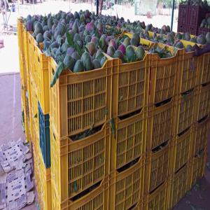  Vente Mangue (mango) Du Mali - fruits et légumes  a tous le monde .ch&egrave;res membres de espace agro nous sommes une entreprise sp&eacute;cialis&eacute;e dans le domaine du import et export dans le cadre du collaboration avec la fili&egrave;re du mangue du mali (regroupement des producteurs exportateurs et agr&eacute;gateurs )nous che