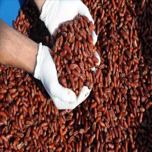  Noyau De Dattes - fruits secs et graines grillées je suis content que nous ayons de grandes quantités d'amandes de dattes et tout au long de l'année nous recherchons des clients pour l'exportation