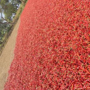  Piment Teja Piquant - semence graine plant nous disposons d'une grande quantité de piment teja très  piquant,  nous voulons des acheteurs serieux 
