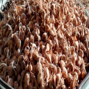  Vente De Bulbes De Safran Tous Calibres - épices aromates r&eacute;server vos bulbes de safran bio d&egrave;s maintenant pour livraison juillet/ao&ucirc;t/septembre. prix int&eacute;ressant.