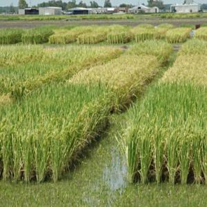  Vendre Terrain Agricole - matiere vegetale vente d'un terrain au sud de la mauritanie la superficie est de 71 hectares pr&egrave;s d'un canal de la rivi&egrave;re adapt&eacute; &agrave; tous les types d'agriculture surtout culture du riz. offre de location. avec un prix raisonnable. et pour lo 