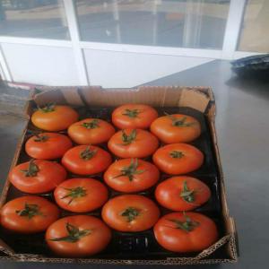  Fresh Tomato - fruits and vegetables dear sir/madame we are company from morocco we do exportation of fruits and vegetables we are interested to find clients from uk for tomato ready for export