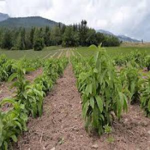  Stevia (feuilles Séchées) ,conseil, Prix De Vente - semence graine plant bonjour;--j'ai un projet de cultiver la stevia en algérie et je recherche à l'avance de potentiel clients et acheteurs de produit final(feuilles séchées de la stevia) ,  je recherche à avoir contact aves de potentiel clients et à savoir d'avance l'écar