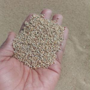 Clean Millet - cereals clean millet in large quantity from kano state of nigeria. minimum order quantity is 10 tonnes. our millet has high fibre 
