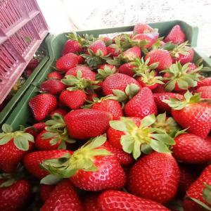  Fraise Tunisien Recherche Partenaires - fruits et légumes nous sommes basés en tunisie spécialisée dans le negoce et d’exportatation du fraise . nous recherchons des importateurs,  distributeurs,  grossistes en europe - prix très compétitif - nous livrons dans les meilleurs délais (...) 