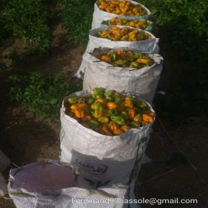  Piment San Bon Du Burkina - épices aromates nous sommes une entreprise de negoce bas&eacute;e au burkina nous recherchons des clients pour une quantit&eacute; importante de piment san bon 