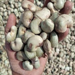  Vente De Noix De Cajou - fruits secs et graines grillées nous sommes une entreprise sp&eacute;cialis&eacute;e dans le domaine de la vente de noix de cajou de qualit&eacute; venant du burkina. nous travaillons avec une r&eacute;seau de fournisseur fiable pour vous garantir les meilleurs prix sur le march&eacute;. voici quelques caract&eacute;ristiques de