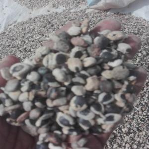  Locust Beans - other locust beans in large quantity. our price is very competitive and we deliver to every where in the world