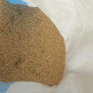  Soja Blanc Disponible En Côte D'ivoire - céréales nous avons 125 tonnes de soja blanc disponible en c&ocirc;te d'ivoire. vous pouvez passer au magasin pour prendre et payer en cash. nous l'avons &agrave; un bon prix . veillez nous contacter si vous etes dans le besoin . &ccedil;a n'attend pas ! merci ! 