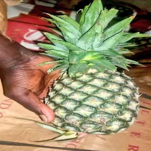  14 Tonnes D'ananas Disponible Dakar - fruits et légumes bonjour, --j'ai 14 tonnes d'ananas  de tr&egrave;s bonne qualit&eacute; disponible &agrave; dakar au prix de 950 frs le kilos.--un bon deal pour les start-up et commer&ccedil;ants !!