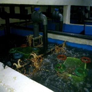  Creation /extension De Viviers - coquillage crustacé vous voulez investir dans une petite exploitation professionnelle qui puisse vous permettre stocker des crustacés vivants (langoustes,  cigales de mer) ou des coquillages (huitres de mangrove,  clams,  oursins,  pousse-pieds,  couteaux,  oursins,  etc.) à des fins de consommation locale et d 