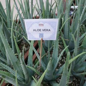  Plant D'aloe Verra - semence graine plant nous recherchons des acheteurs grossistes de plant d'aloe verra pour la revente au mali. nous sommes bas&eacute; en c&ocirc;te d'ivoire et disposons d'une large gamme de plantes. merci de nous joindre pour toutes collaboration.