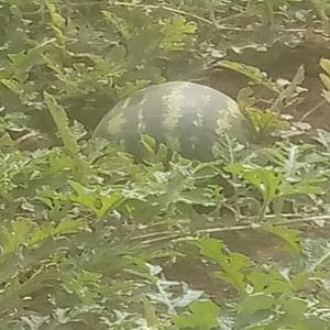  Pastèque Et Melons - fruits et légumes nous recherchons des clients pour notre récolte de pastèque ( fachion,  delta,  crimson..) et melons prévu pour le mois de mars et avril.--veuillez nous contacter au plus tard avant de clôturer les commandes dans quelques jours.
