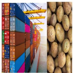  Transport De Pommes De Terre - fruits et légumes nous sommes transitaires sp&eacute;cialis&eacute;s dans le transport maritime. 50% de notre ca est r&eacute;alis&eacute; sur un dossier d'exportation de pommes de terres (notamment vers la tunisie). en effet nous pouvons vous offrir une solution cl&eacute; en main pour le transport de vos pommes de