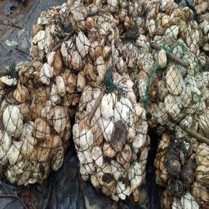  Import Export - café cacao thé je suis a la recherche des clients pour les matières premières exemples - l'huile de palme,   cacao,   hévéa et l'anacarde. 