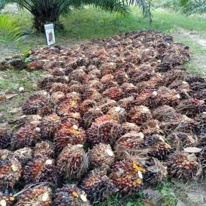  Import Export - café cacao thé je suis a la recherche des clients pour les mati&egrave;res premi&egrave;res exemples l'huile de palme cacao h&eacute;v&eacute;a et l'anacarde. 