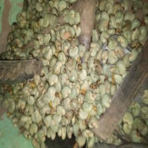  Campagne Acajou 2023 - fruits secs et graines grillées nous fournissons de noix de cajou,  kor 49, au b&eacute;nin dans les collines nous sommes des expert,  nous recherchons pour cette ann&eacute;e un partenaire capable d'acheter &agrave; un bon prix. nous sommes disponible pour tout &eacute;changes. 