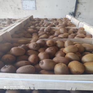  Kiwi - fruits et légumes bonjour je suis fournisseur de kiwi biologique et conventionnelle,  sous plusieurs calibre ou fraque,   pour plus de renseignements n'hésitez pas à nous contacter 