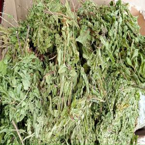  Menthe Séches - épices aromates vente de la menthe s&eacute;ch&eacute; sous l ombre &agrave; l air libre ar&ocirc;me intacte provenant de l algerie qunatite 5 tonnes par mois ilimite menthe