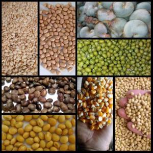  Vente De Produits Tropicaux. - fruits secs et graines grillées nous sommes une soci&eacute;t&eacute; africaine import export,  bas&eacute;e en afrique de l ouest pr&eacute;cis&eacute;ment en r&eacute;publique du b&eacute;nin. nous sommes &agrave; la recherche des acheteurs des produits tropicaux tels que - gingembres seches,  ail rouge ou blanc,  graine de sesame 