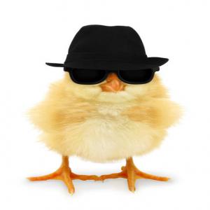  Buying Laying Hen Chicks - live animals looking to buy 5 15 thousands of chicks for egg production purposes. feel free to contact us if you can offer animals in good condition and kindly let us know a little bit about who you are. thank you.