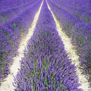 Huile Essentielle Lavande Conventionnelle - huiles producteur propose huiles essentielles de lavande angustifolia conventionnelle origine bulgarie r&eacute;colte 2022 100% naturel. conditionnement fut 200 kg 15 tonnes