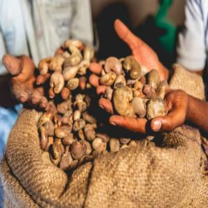  Vente De Noix De Cajou Brute (raw Cashew) - fruits secs et graines grillées entreprise de négoce spécialisé dans l agroalimentaire. --nous aidons les acheteurs internationaux,  les exportateurs,  les traders et les usiniers à trouver les meilleurs produits agricoles de la côte d'ivoire issus de notre réseau de producteurs ivoiriens de 