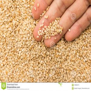  Sesame Bien Vanné - céréales nous sommes &agrave; la recherche d'un bon fournisseur capable de nous livrer du sesame bien vann&eacute; direct a lom&eacute;.--quantit&eacute; 1.000 tonnes.--nous pouvons mettre a sa disposition une garantie bancaire ou le fournisseur choisis un mode de paiement qui lui convient.--veiller nous fai