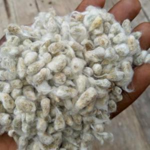  Huile Rouge - céréales soci&eacute;t&eacute; bas&eacute;e en afrique plus pr&eacute;cisement au b&eacute;nin est sp&eacute;cialis&eacute;e dans l'import export des mati&egrave;res tropicaux de qualit&eacute; &agrave; savoir le soja l'huile rouge et les graines de coton. nous souhaiteons vendre ces produits afin d'&eacu