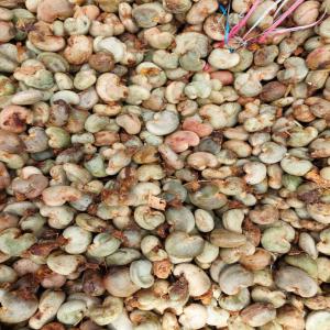  Brut Cacao, De Sesame, Noix Cajou, Soja, Karite - fruits et légumes specialiste de l'agroalimentaire,  offre les meilleurs produits agricoles--de la cote d'ivoire et burkina faso,  larges quantites parmi nos produits--figurent noix de cajou => brute uniquement (janvier  fevrier periode--ideale),  sesame brut,  soja,  noix de karite brut uniquement,  arachide brute et autr