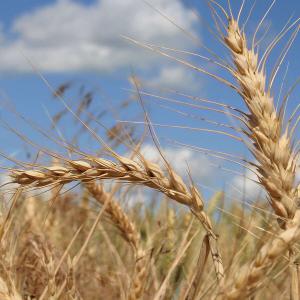  Blé Tendre - céréales  80000 tonnes de bl&eacute; tendre disponible en turquie pour l'afrique! contactez nous pour de plus amples d&eacute;tails. merci