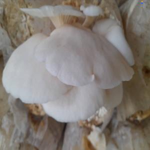  Le Champion Pleurote Disponible Tout Moment - champignon levure je suis &agrave; la recherche de clients pour ma production de champion qui est rentr&eacute; en production en f&eacute;vrier,  j'ai au moins 4000 sachets qui entre en production ,  je serais capable de produire sur une longue p&eacute;riode et quantit&eacute; &eacute;norme .