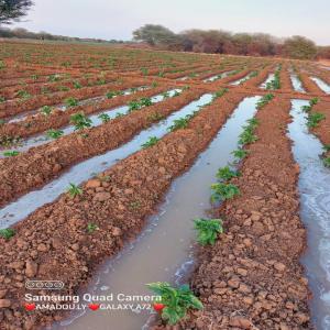 Transformation agro-alimentaires  grande chelle - Industrie exploitation nous sommes une entreprise malien qui a beaucoup investir dans le domaines agricoles dont nous produisons une vingtaine d'hectares en titre foncier des différentes cultures. maintenant nous dans la pages de la transformation des différentes unités. ----nous cherchons des partena