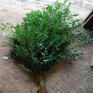  Feuillages De Barcelone - horticulture plante biocarburant bon jour --cherche client en france et le reste des pays européens pour exporté du feuillages coupes.--lentisque,  tuya ,  camelia,  cinerea ,  parfivolia ...