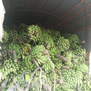  Fournisseur En Banane De Madagascar - fruits et légumes  nous pouvons fournir 3 &agrave; 10 tonnes de bananes vertes par semaine en provenance de madagascar. 