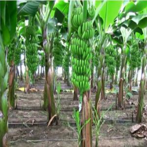  20 Sableneuses Bananiers - mine terrain concession je met en vent une ferme de 20 hectare sablonneuses . situ&eacute;e au nord du maroc cultiv&eacute;e de 4 serre bananiers . des bassins d irrigations .maison cl&ocirc;ture des arbres agrumes .plus d infos contacter moi a mon mail.
