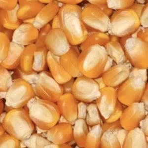  Maïs Grade - féculents nous vendons maïs origine br&eacute;sil . bonne qualit&eacute; grade 2 . merci veuillez me contacter pour plus d info.